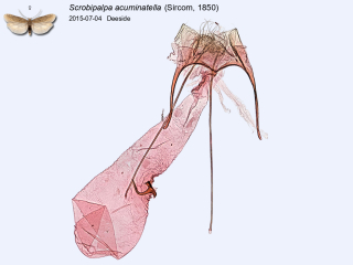 Scrobipalpa acuminatella