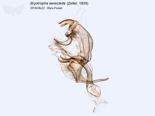 Bryotropha senectella