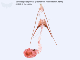 Scrobipalpa atriplicella