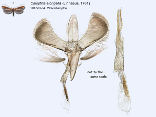 Caloptilia elongella