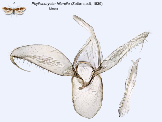Phyllonorycter hilarella
