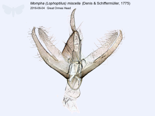 Mompha (Lophoptilus) miscella