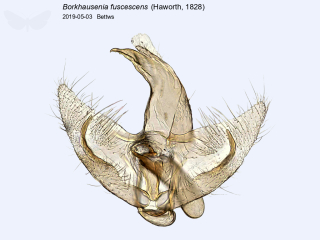 Borkhausenia fuscescens
