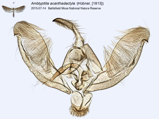 Amblyptilia acanthadactyla
