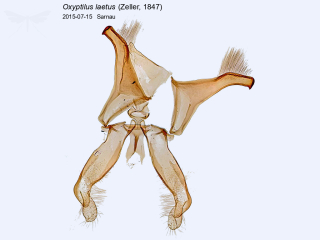 Oxyptilus laetus