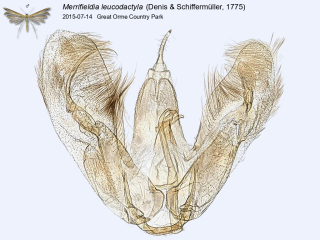 Merrifieldia leucodactyla