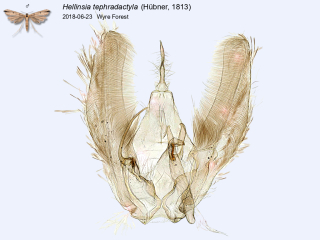 Hellinsia tephradactyla