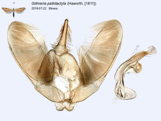 Gillmeria pallidactyla