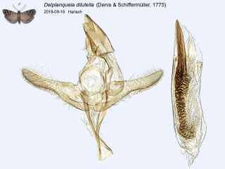 Delplanqueia dilutella
