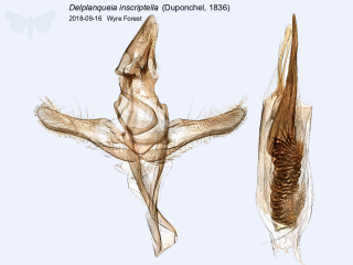 Delplanqueia inscriptella