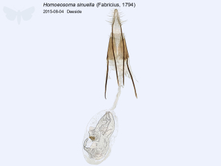 Homoeosoma sinuella