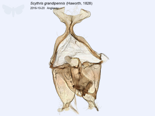 Scythris grandipennis
