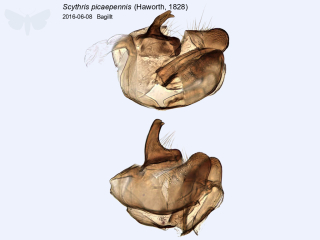 Scythris picaepennis