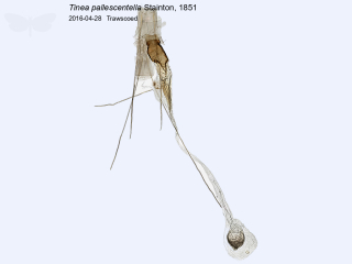 Tinea pallescentella