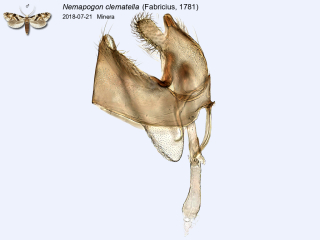 Nemapogon clematella