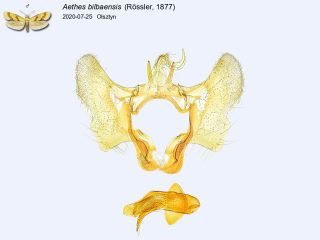 Aethes bilbaensis