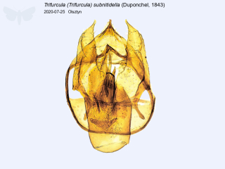 Trifurcula (Trifurcula) subnitidella