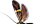 Adelidae