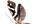 Argyresthiidae