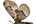 .Brahmaeidae