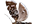 Choreutidae