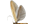 .Coleophoridae