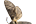 Cossidae