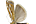 Crambidae