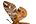 Endromidae