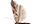Epermeniidae