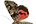 Erebidae