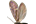 Eriocraniidae