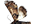 .Euteliidae