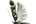.Gelechiidae