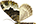 Geometridae