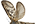 Hepialidae