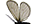 .Heterogynidae