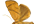 Limacodidae