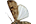 Noctuidae
