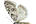 Nolidae
