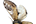 Notodontidae