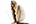 Plutellidae