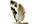 Praydidae
