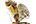 Pyralidae