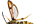 Sesiidae