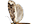 Tineidae
