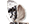 Tortricidae