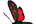 Zygaenidae