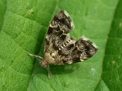 Anthophila fabriciana