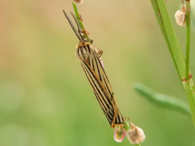 Spiris striata